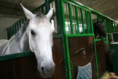 Paardenaccommodatie als onderdeel van de eigen woning